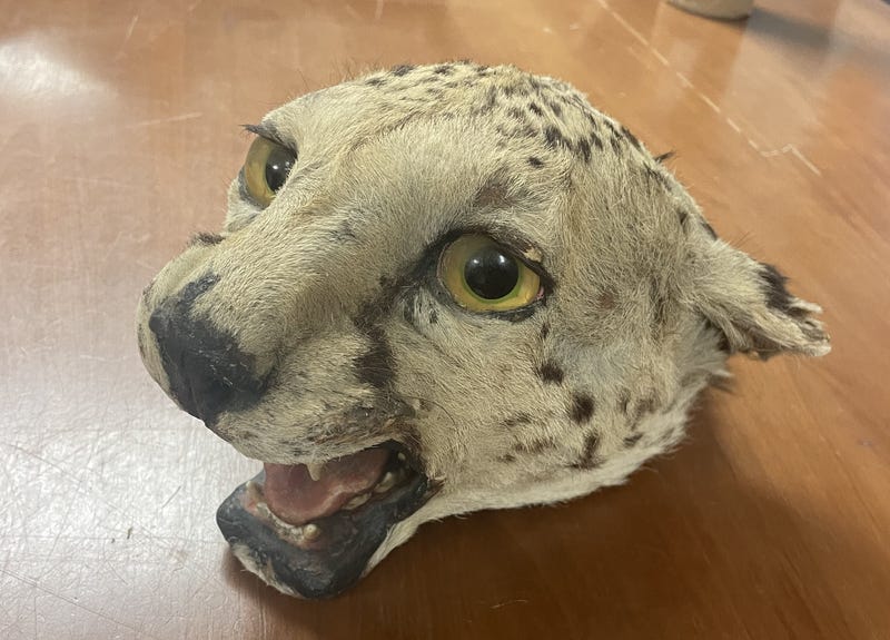Head mount recovered from Usher Weiss, 26, of Brooklyn who pleaded guilty on Thursday to violating environmental conservation laws.