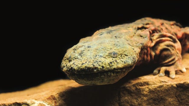 St. Louis Zoo releases 800 endangered hellbenders into Missouri rivers