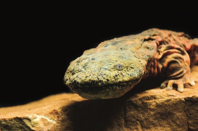 Hellbender