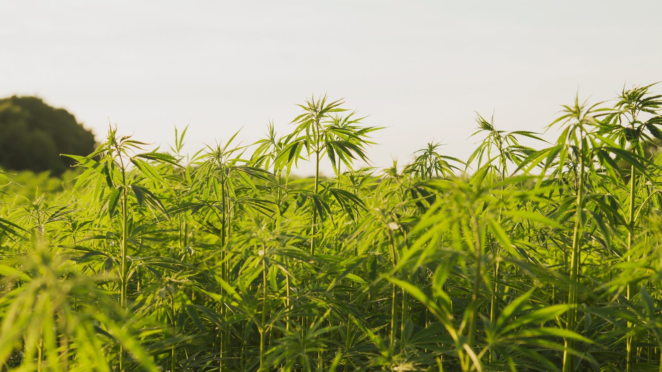 Veterans rally against proposed THC ban