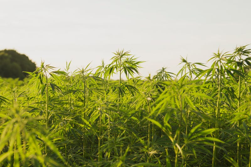 Hemp