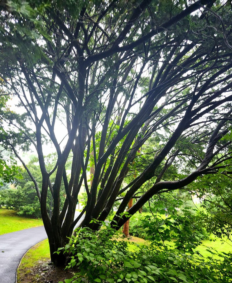 English Yew in Hero Park, Staten Island