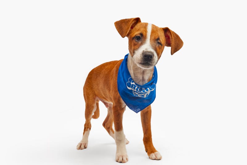 Puppy Bowl 2025