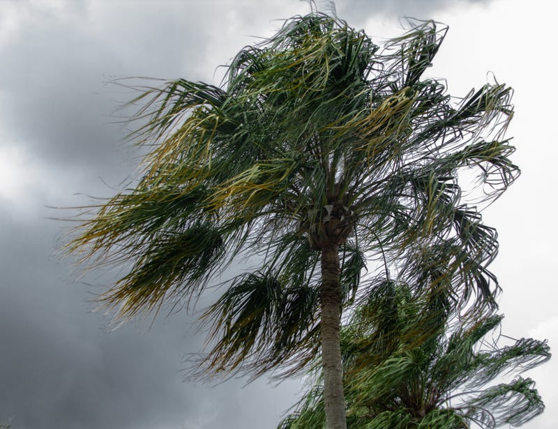 High winds blowing around a palm tree during a thunderstorm