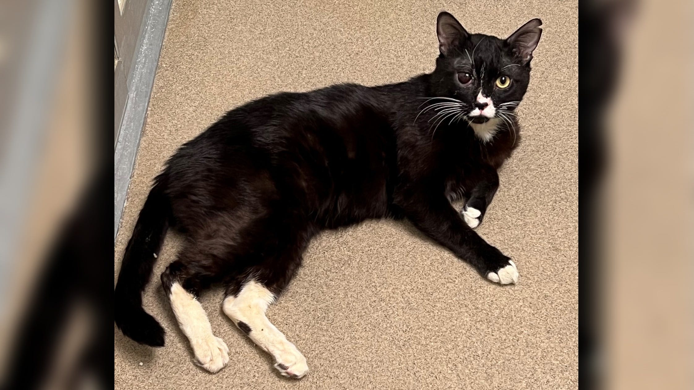 Abandoned cat rescued after being found severely injured along CT highway