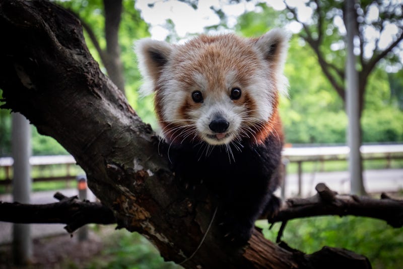 Red panda