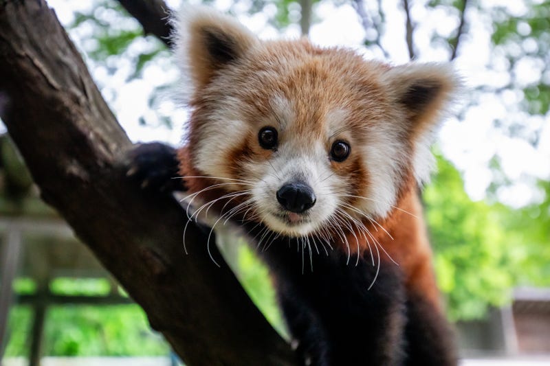 Red Panda