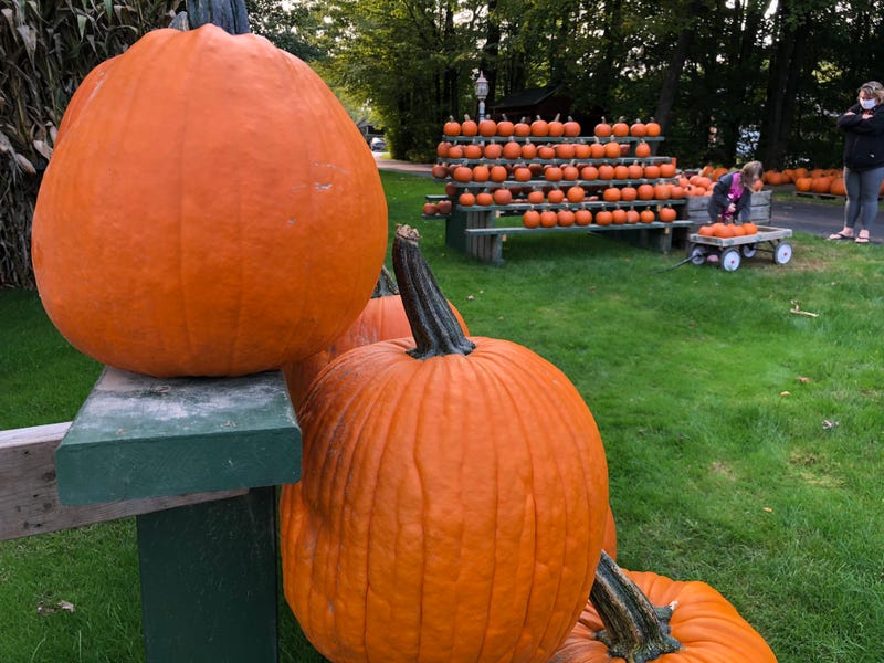 Hinman Family Pumpkin Stand in Orchard Park. September 15, 2020