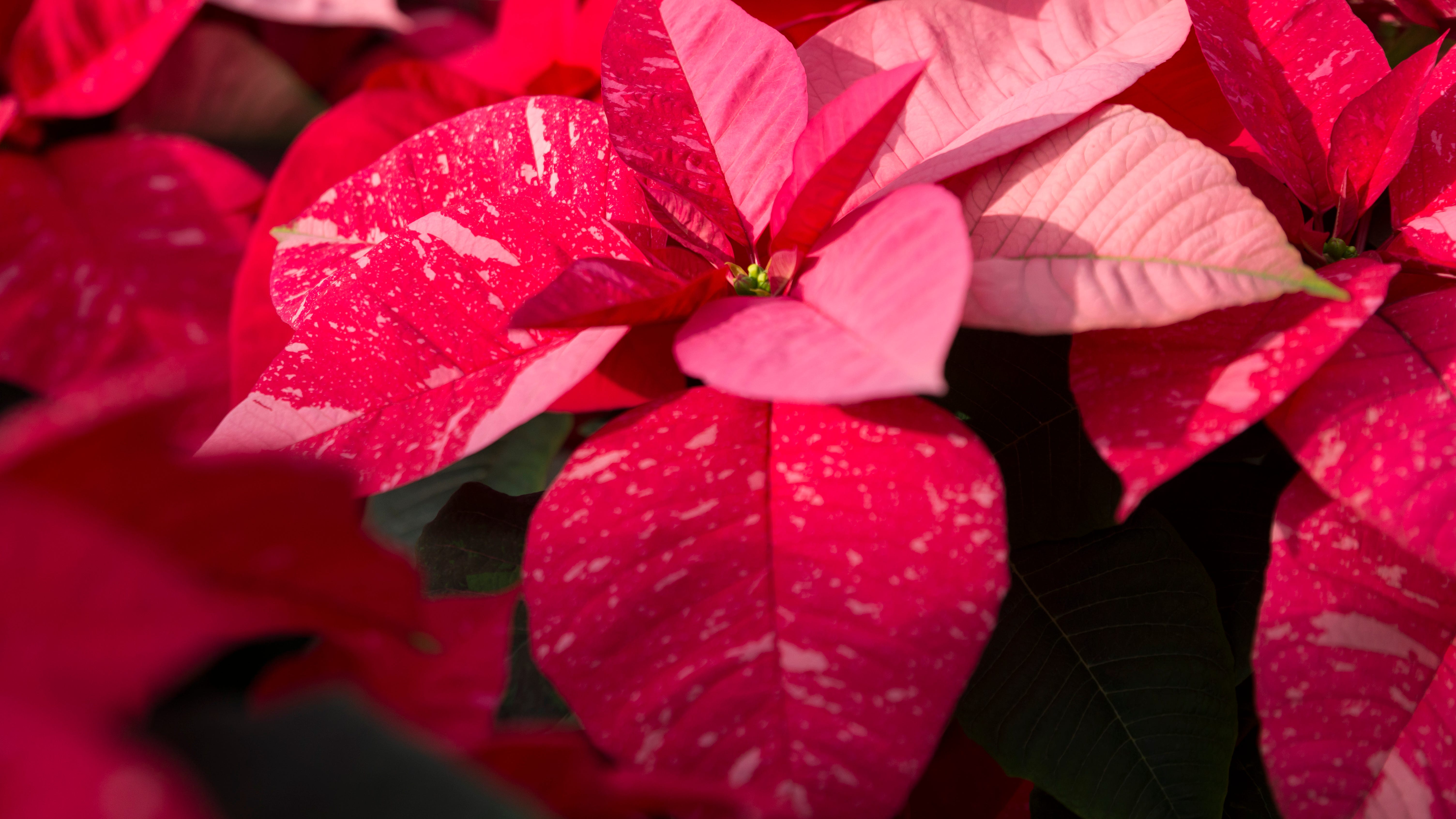 LISTEN: The best plants to give as gifts this holiday season