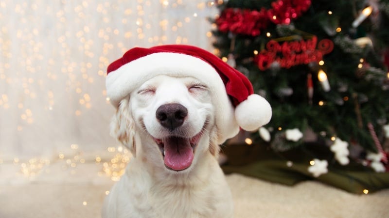 Holiday Furbaby Fun Getty Images