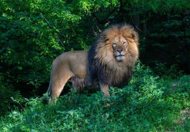 Hondo the Lion at Pittsburgh Zoo & Aquarium