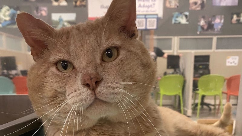 Honeybuns @ Austin Humane Society