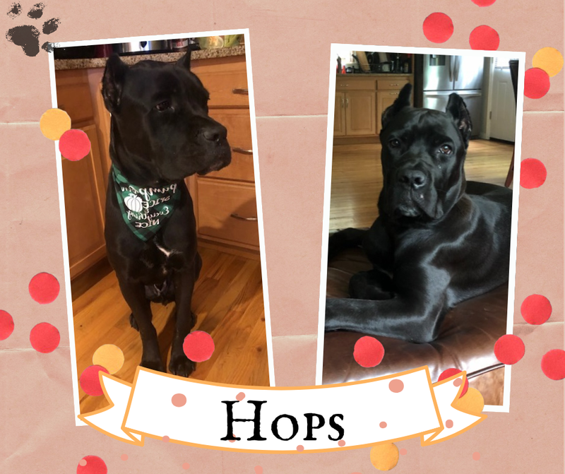 Hops!