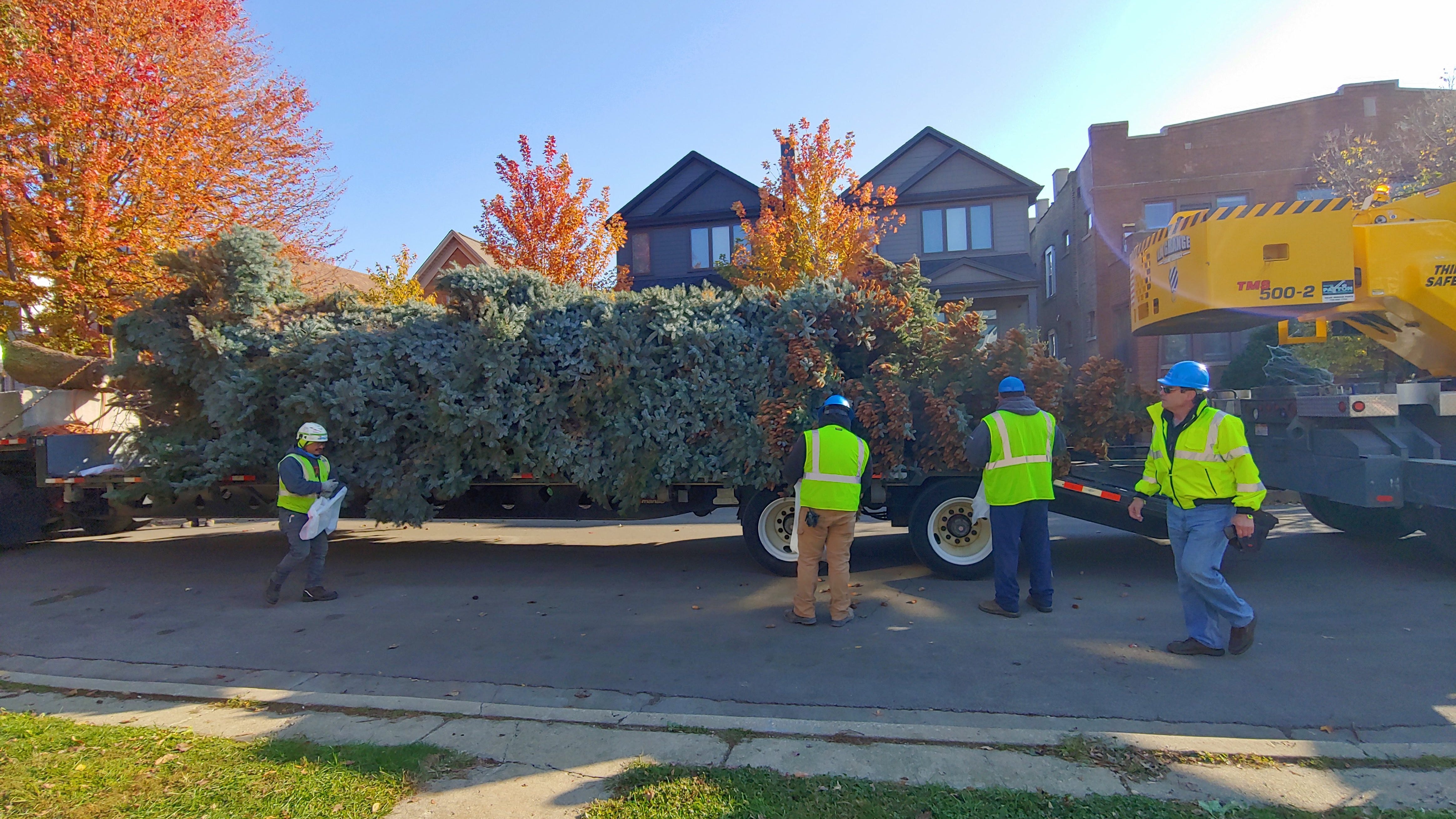Logan Square family's tree chosen as 108th annual City of Chicago Christmas tree