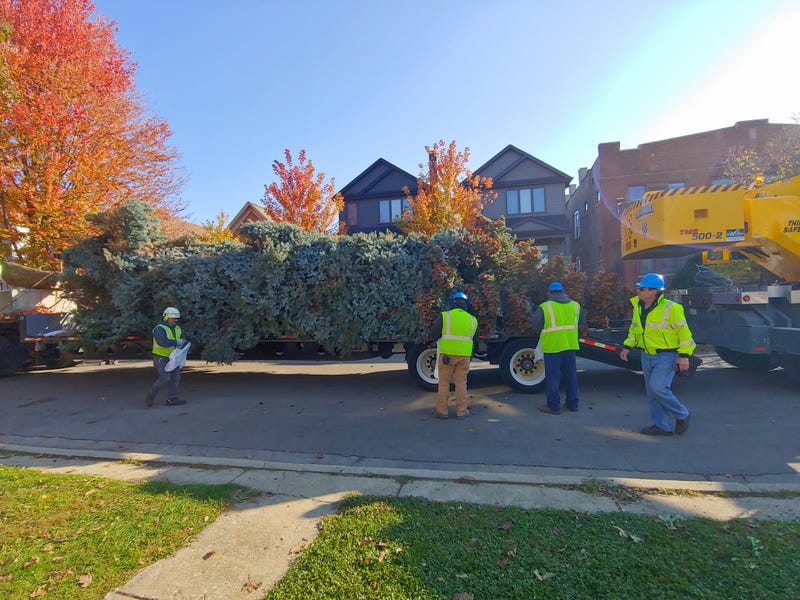 Christmas Tree cut down