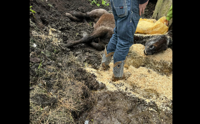 Horse stuck in the mud in South Buffalo Township
