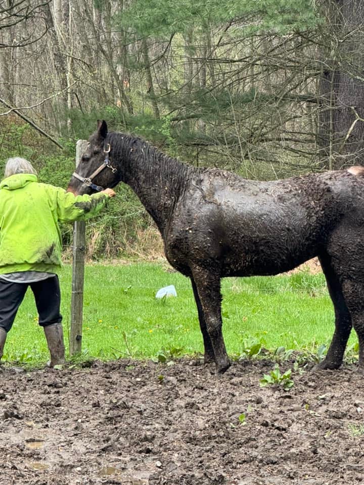 Horse after being rescued in South Buffalo Township