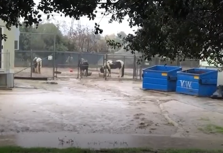 Horses from Griffith Park standing out in the rain on Monday.