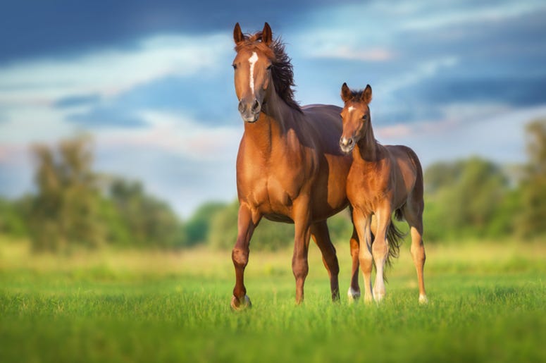 Horses
