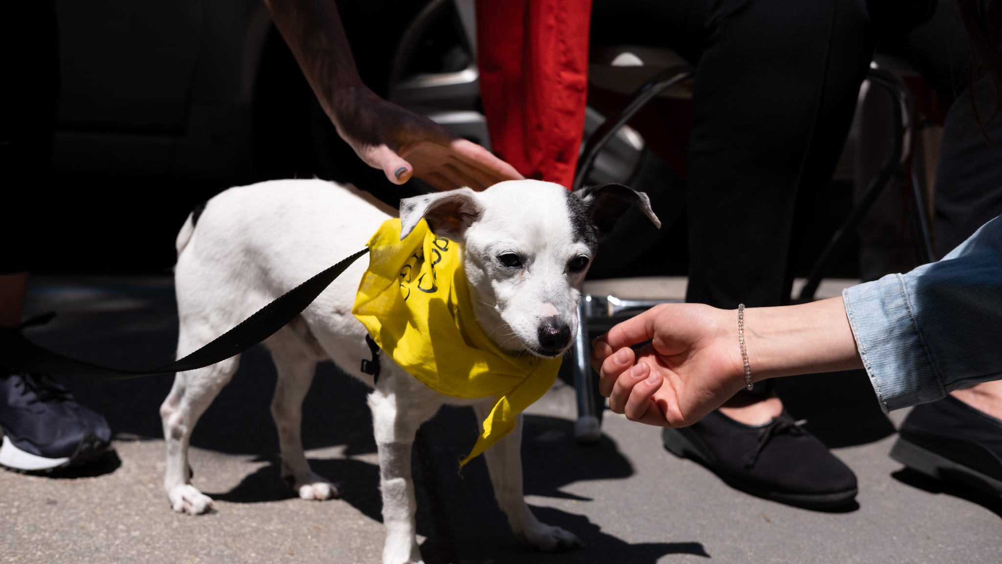 This gentle senior dog will be a loyal friend — and follow you wherever you go