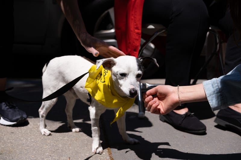 senior dog adoption