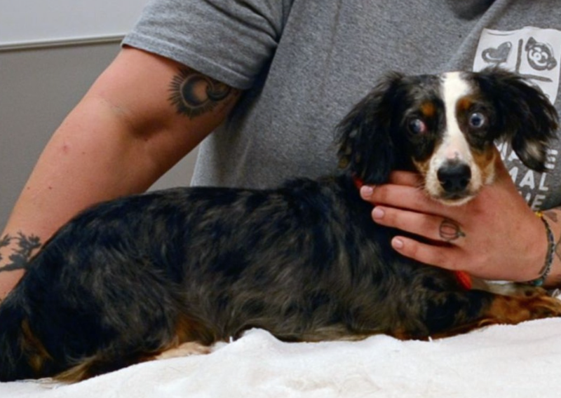 Dachshund rescued by Humane Animal Rescue of Pittsburgh
