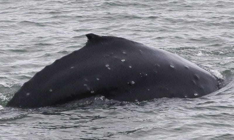 A photo of the humpback whale, taken along East Rd. in Sausalito.