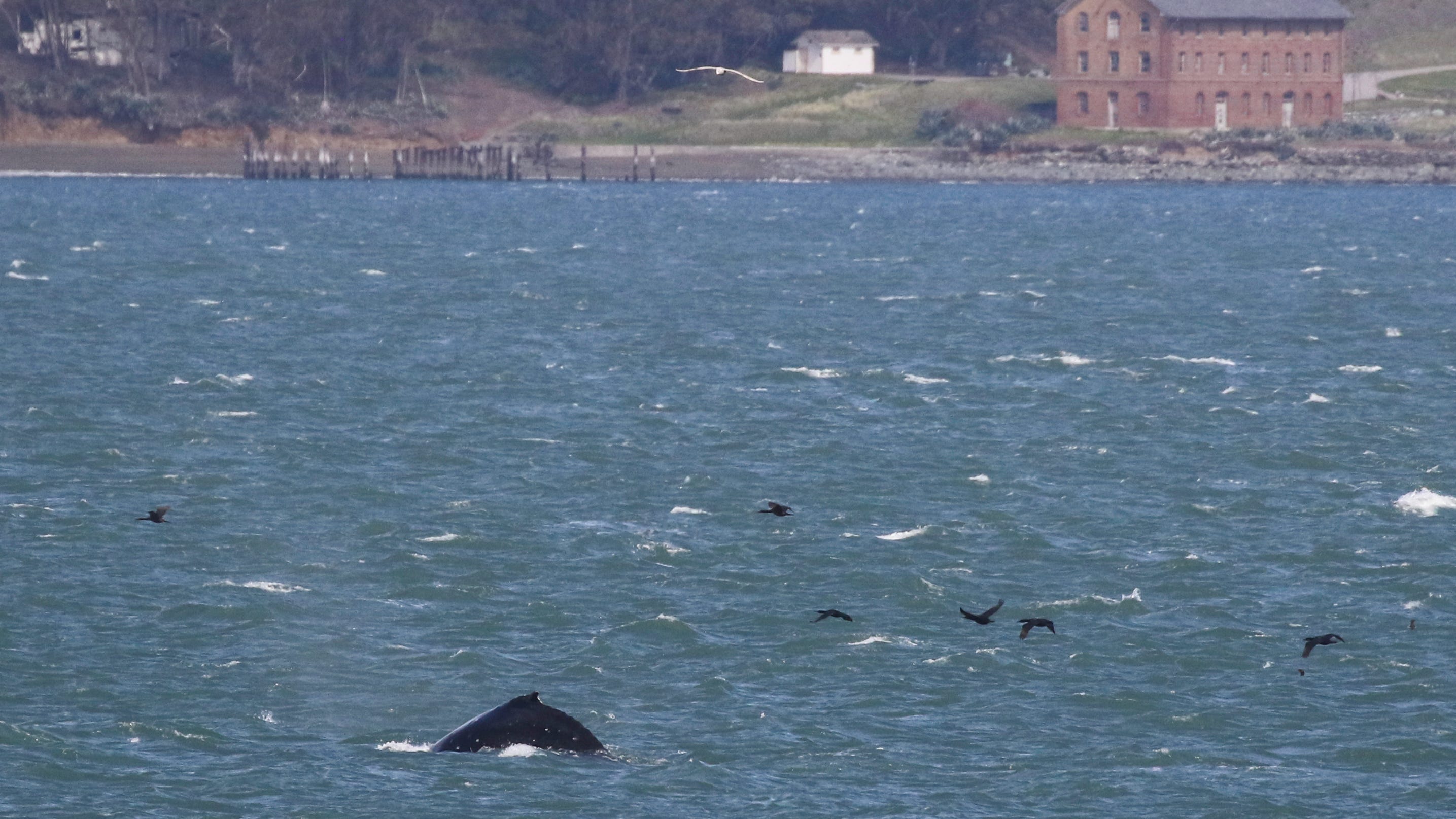 PHOTOS: First-ever March sighting of humpback whale feeding in San Francisco Bay