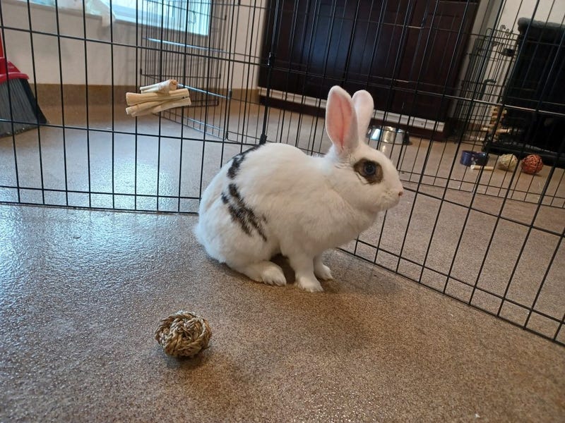 Hunny the Bunny