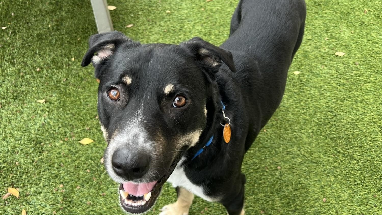 Canine Corner: Hunter