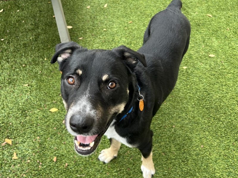 Hunter #A1162623