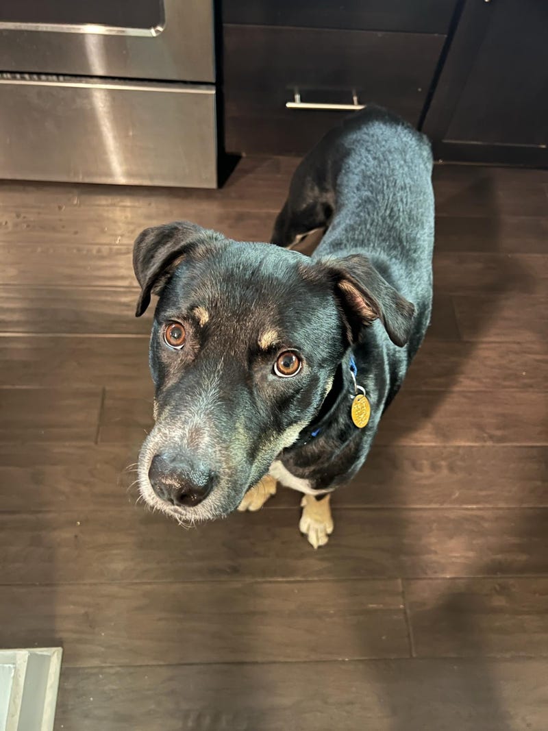Hunter #A1162623
