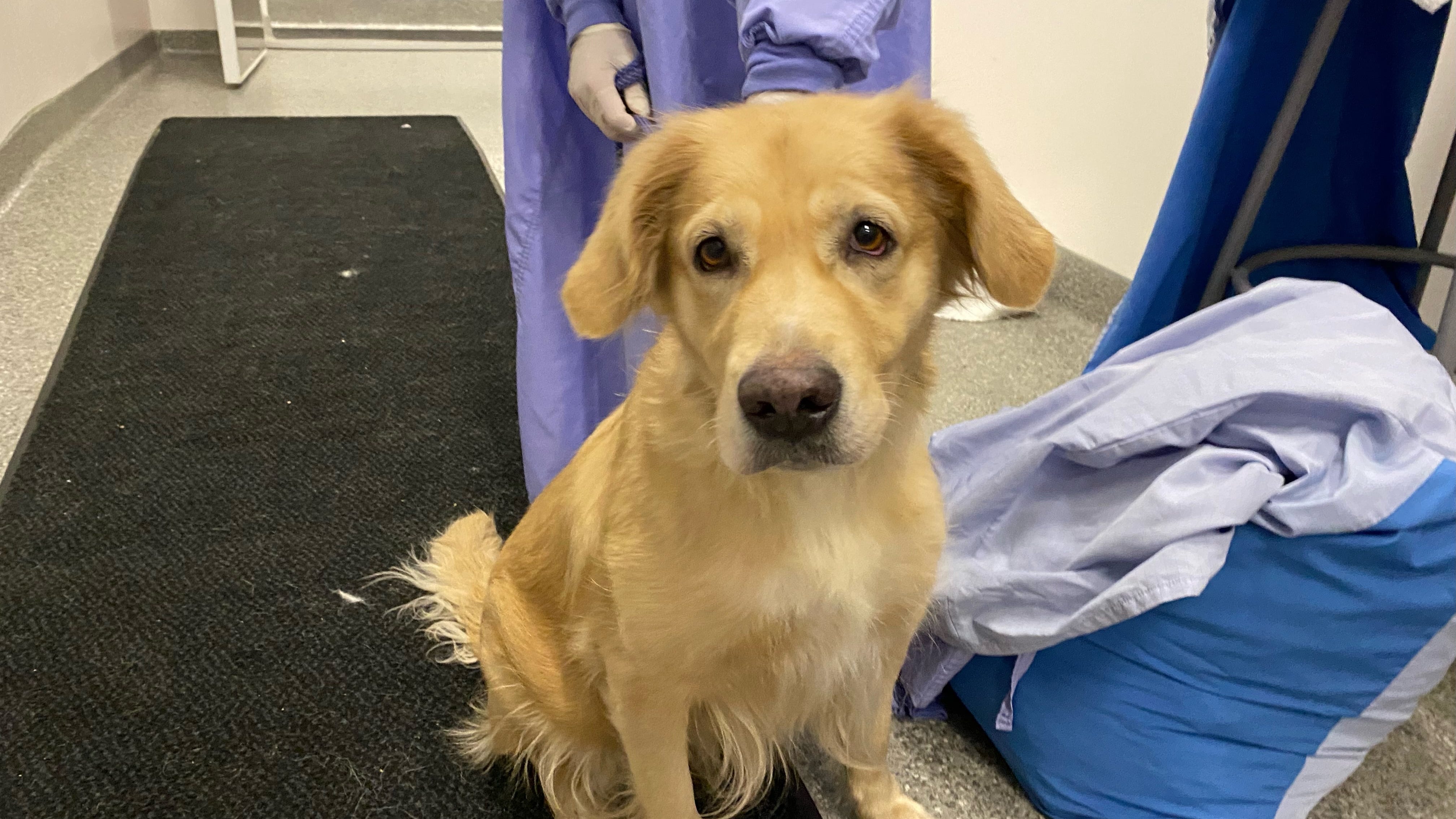 PAWS Chicago rescue another round of cats and dogs from recent hurricanes