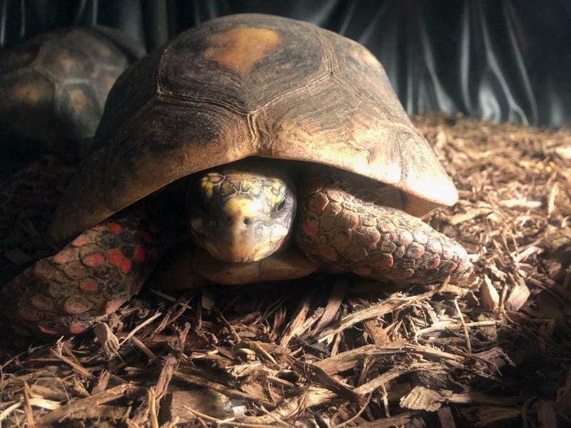 ACCT Philly seizes exotic animals that belonged to man found dead in Northeast Philly