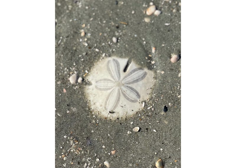 PHOTOS: Toohey’s Carolina Family Vacation 2021