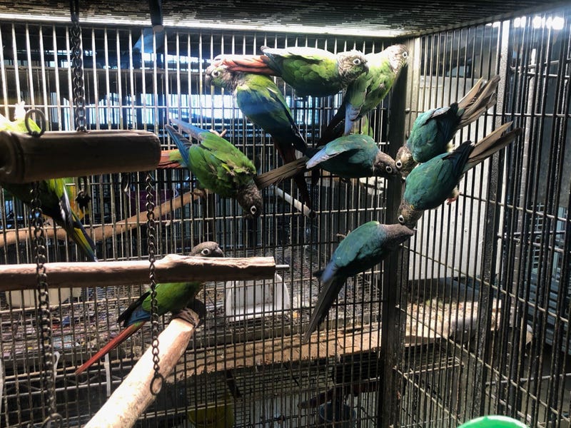 ACCT Philly seizes exotic animals that belonged to man found dead in Northeast Philly