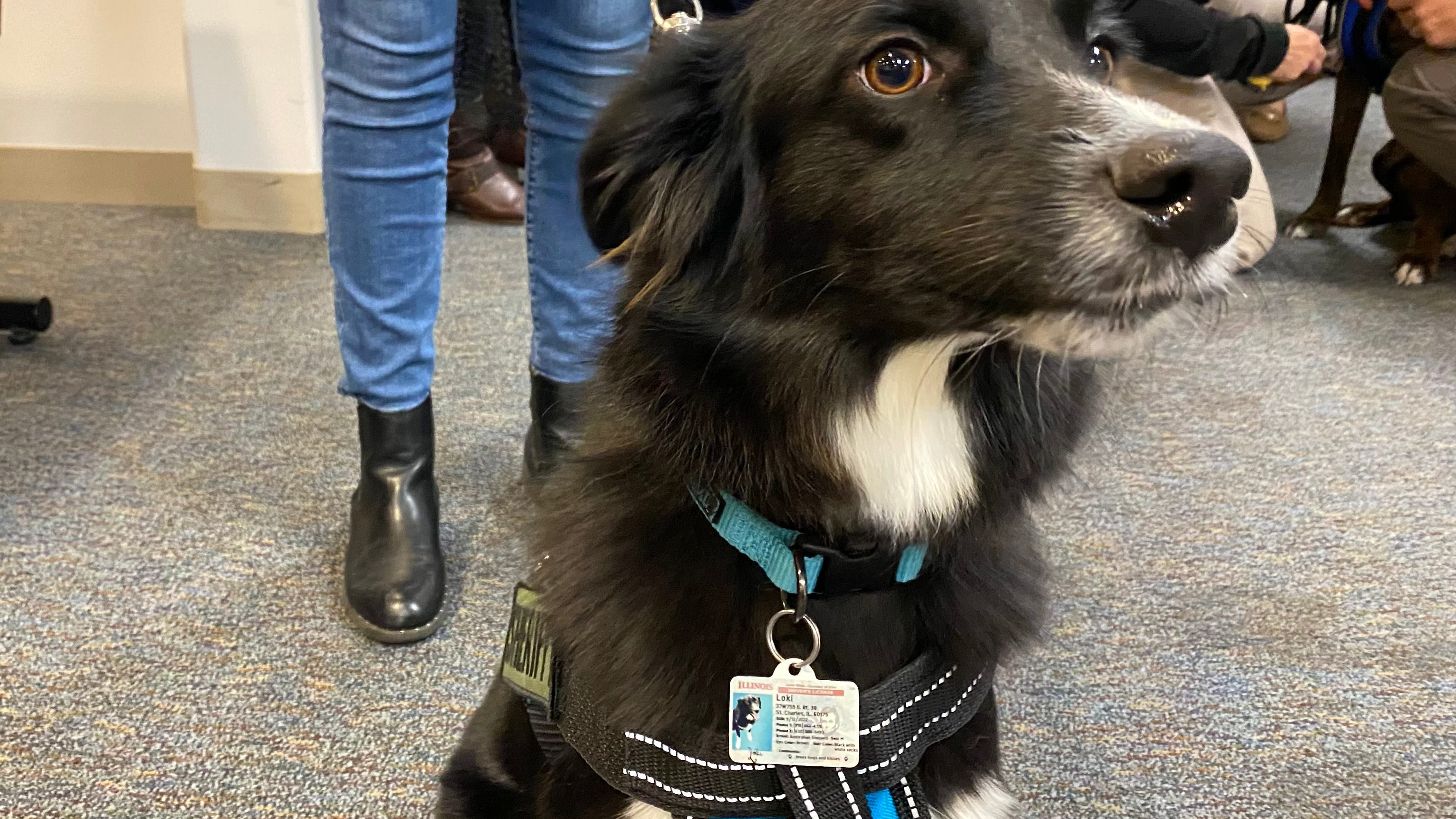‘It adds a layer of comfortability’: 2 K-9 therapy dogs sworn into Kane County Sheriff’s Office