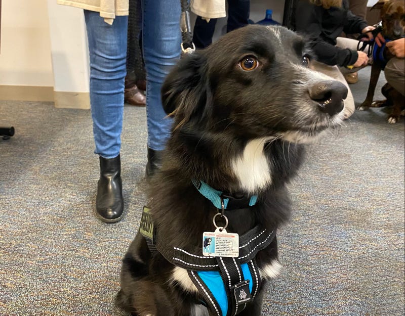 Loki the therapy dog