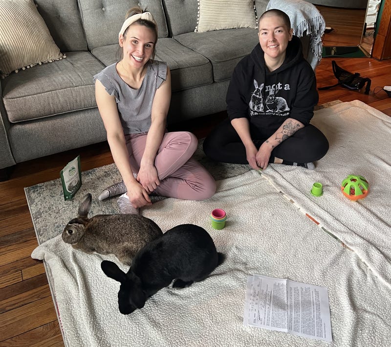 rabbits