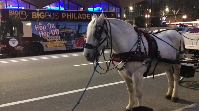 A horse operated by 76 Carriage Company in Old City Philadelphia.