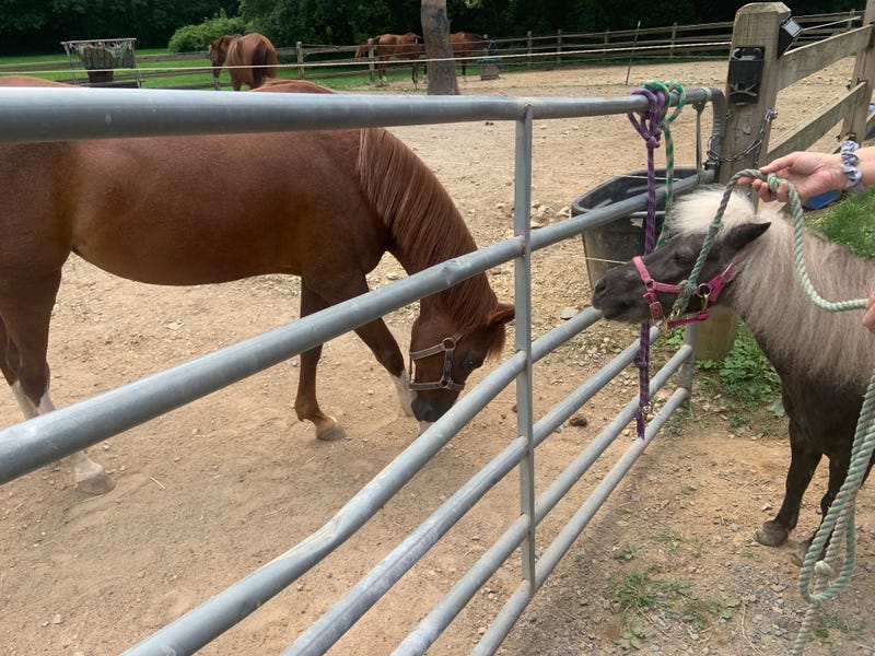 Horse and pony