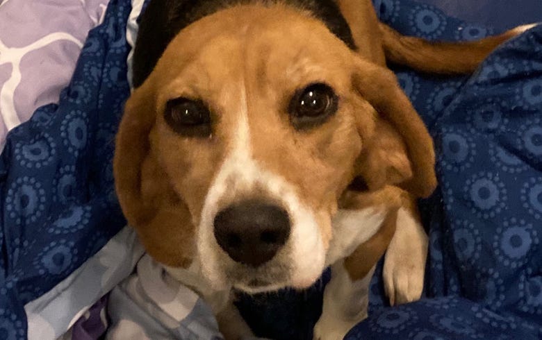 Abandoned beagle