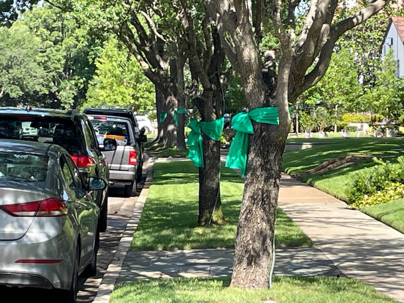 Green ribbons tied to trees