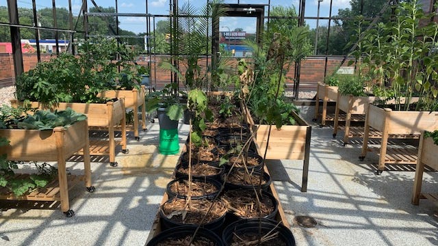 North Minneapolis gardening program sows seeds of hope