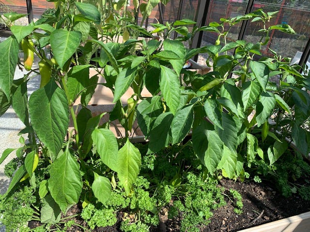 picture of crops