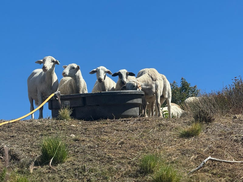 sheep and goats