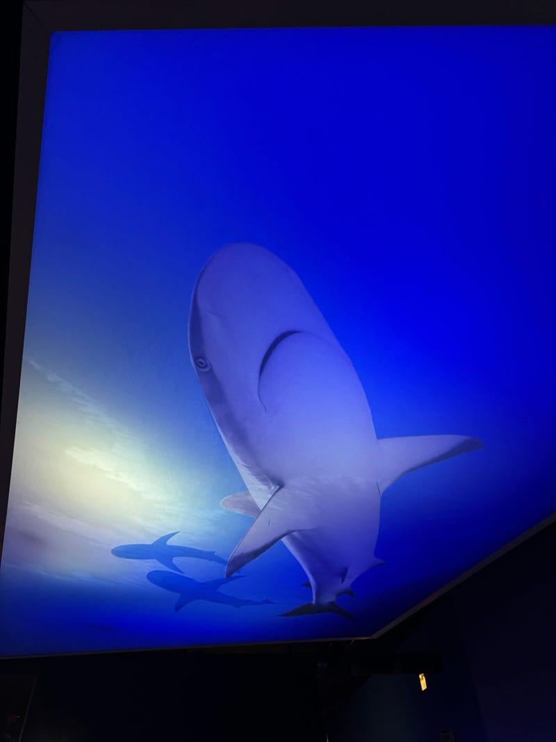 A Sandbar Shark at the Shedd
