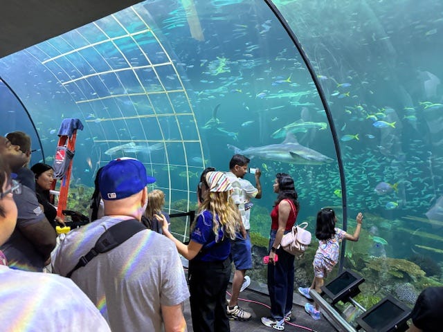 Shark tank at the Shedd Aquarium
