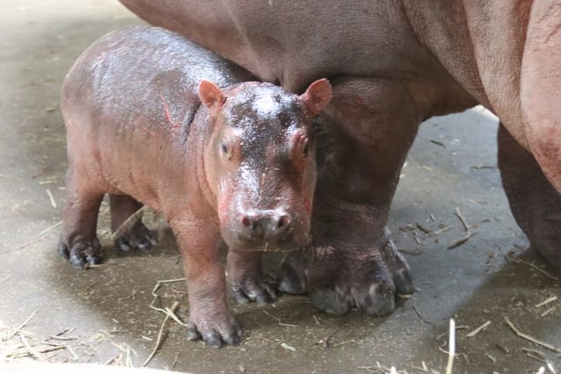 New baby hippo at the Cincinnati Zoo & Botanical Garden