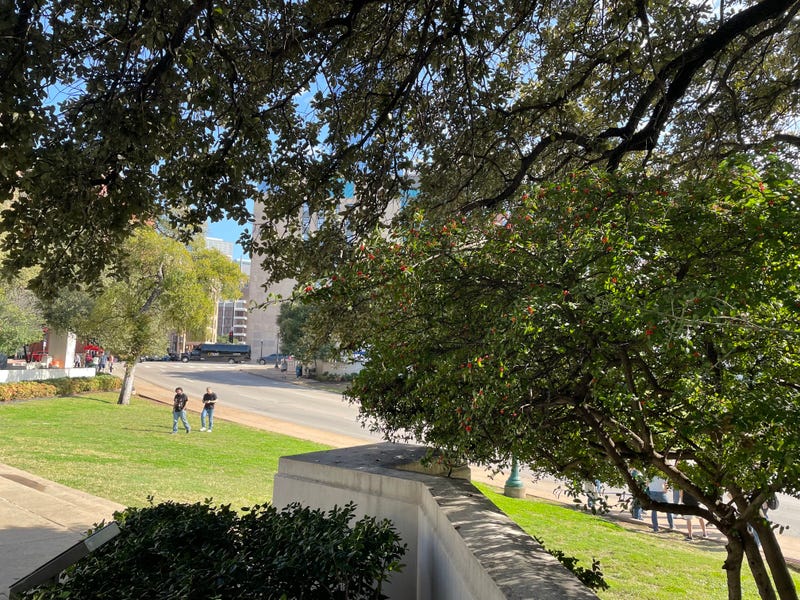 Tree blocks view tourists want trimmed back